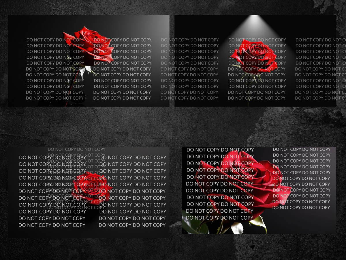 Red Rose with Black Background Digital Art in PDF SVG PNG File Formats